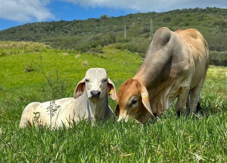 [MAGAZINE] Génétique bovine : de nouvelles perspectives