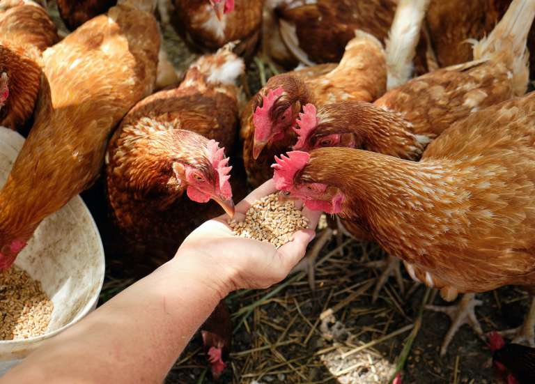 [MAGAZINE] Œufs fermiers : un cahier des charges assoupli pour relancer la certification