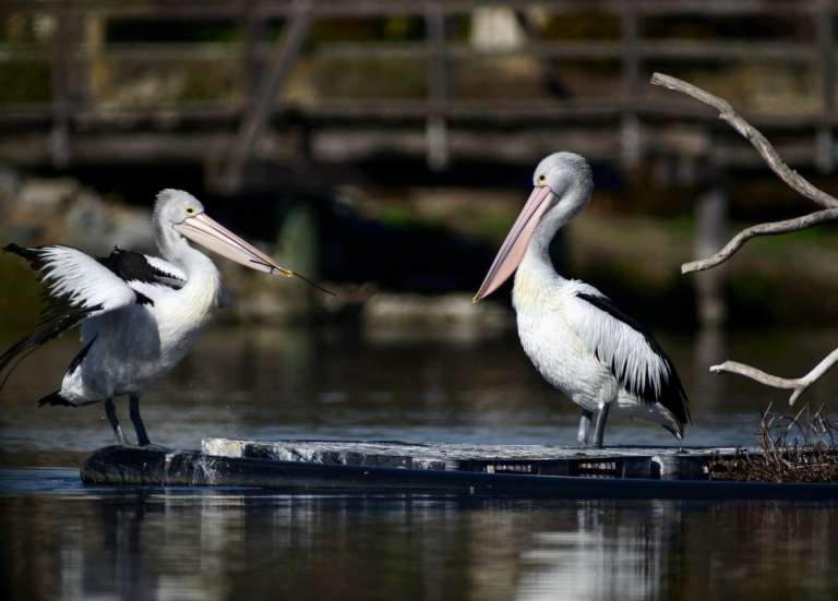 L’Australie va vacciner les oiseaux contre la souche H5 de la grippe aviaire
