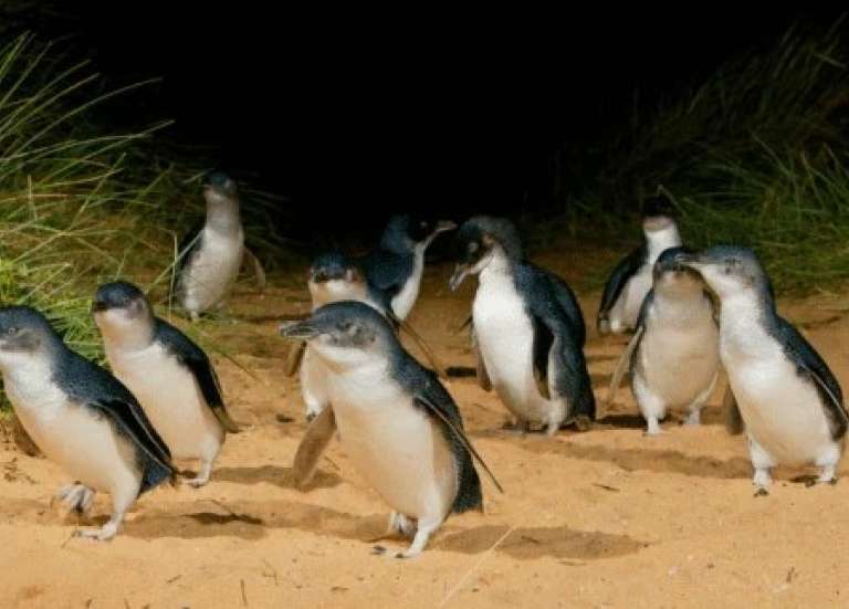 Grippe aviaire H5 : un premier manchot pygmée mort à Phillip Island, en Australie