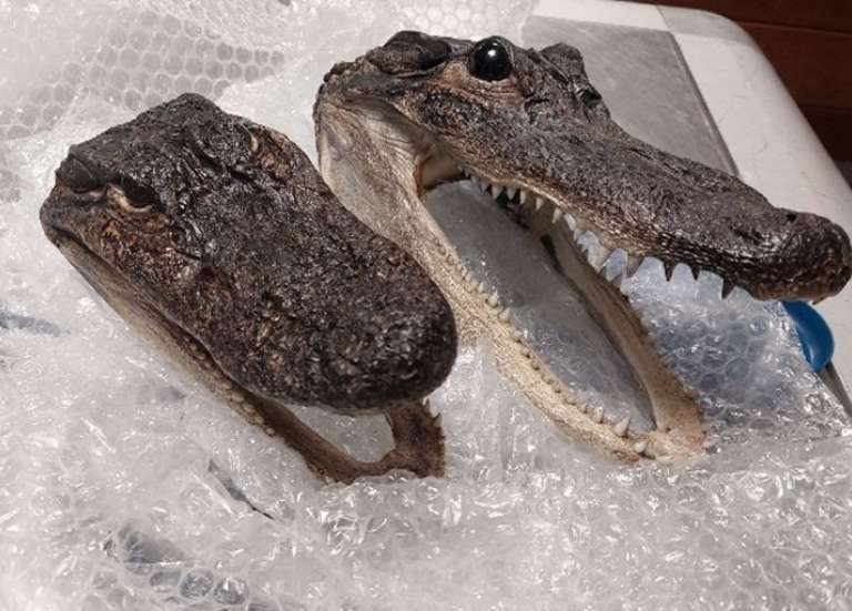 Deux têtes d’alligators protégés découvertes dans un bagage à l’aéroport de Tahiti-Faa’a, en Polynésie