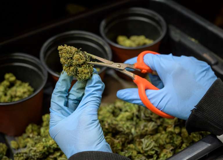 CBD thérapeutique : la phase pilote démarre en Polynésie, mais les doutes persistent