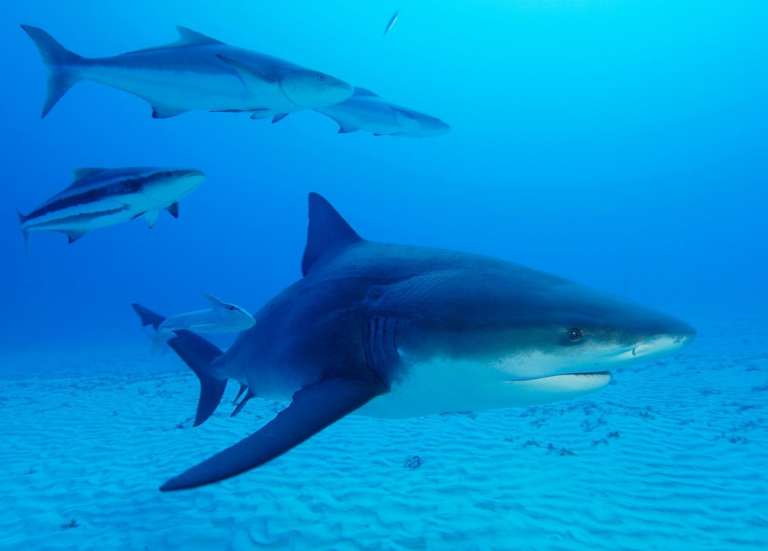 L’IRD autorisé à capturer soixante requins dans le Grand Lagon Sud