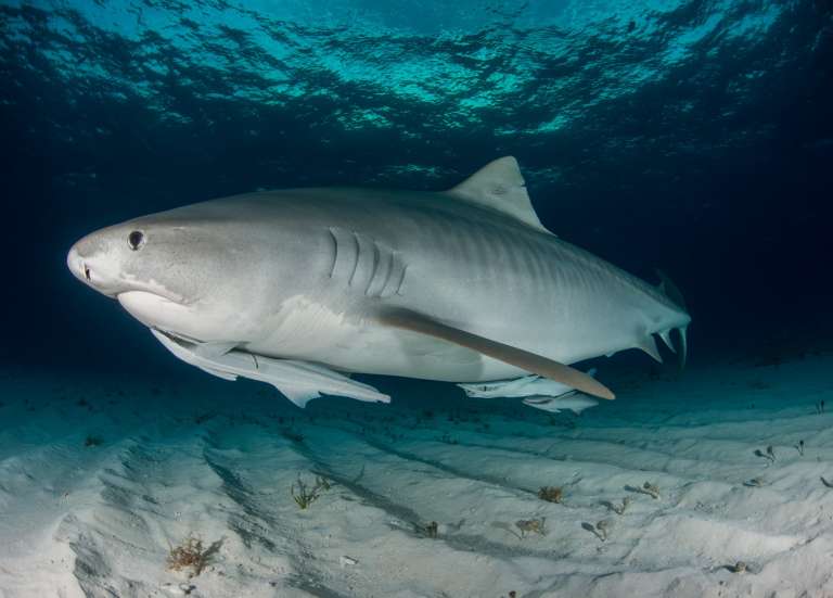 La Foa : baignade interdite à Ouano et Lebris pour cause de requins-tigres
