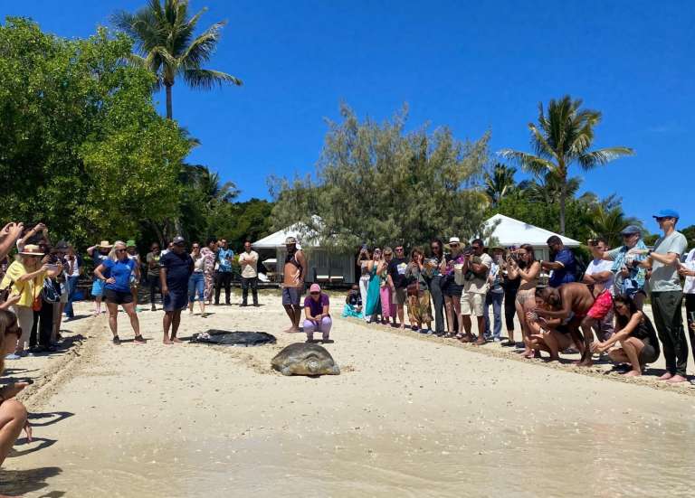 Après plus de trois mois de soins à l’Aquarium, la tortue verte Georges retrouve le lagon à l’îlot Maître