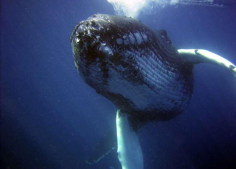 Australie : une baleine à bosse filmée en plein deuil, avancent des chercheurs