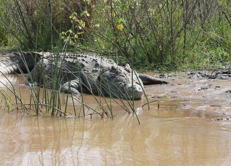 JO-2032 de Brisbane : l’aviron et le canoë sur un fleuve à crocodiles