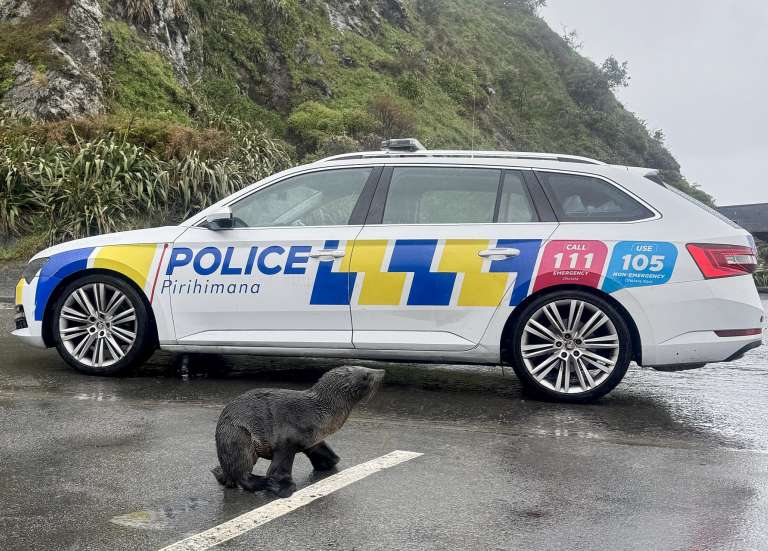 Nouvelle-Zélande : la police au secours d’un jeune phoque égaré sur une route