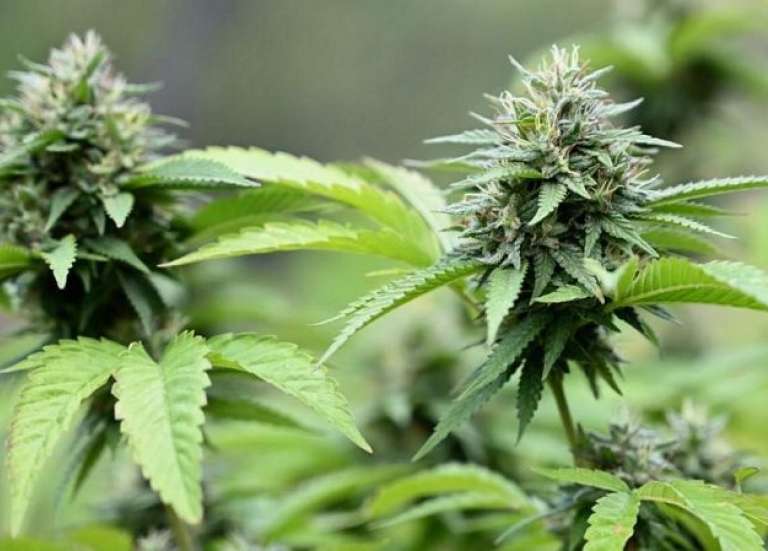 Touho : un millier de pieds de cannabis saisis, trois personnes condamnées à de la prison