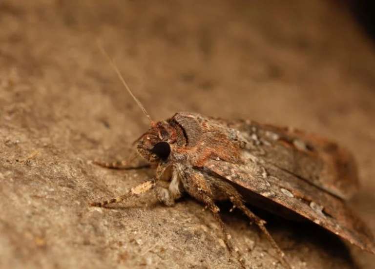 En Australie, Sydney envahie par des millions de papillons de nuit bogongs