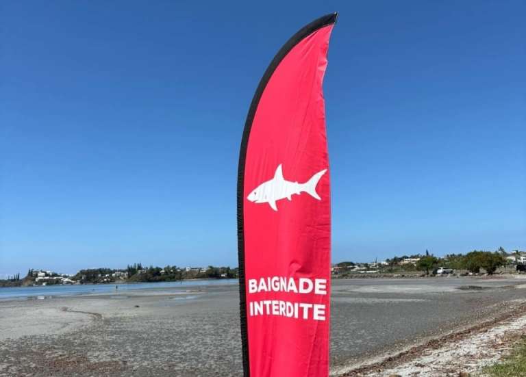 La baignade et les activités nautiques interdites à Magenta après le repérage d’un requin nourrice