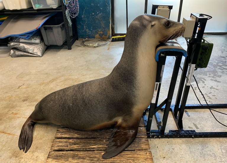 En Australie, des tests d’audition pour phoques et otaries afin d’étudier l’impact de la pollution sonore sur ces animaux