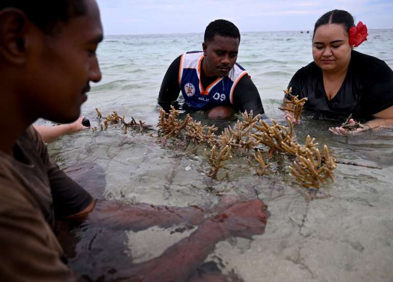 Aux Fidji, un village ravive les lieux de pêche en restaurant des coraux