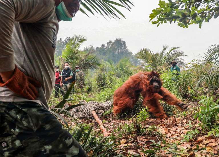 Des dizaines d’orangs-outans sauvés des incendies en Indonésie