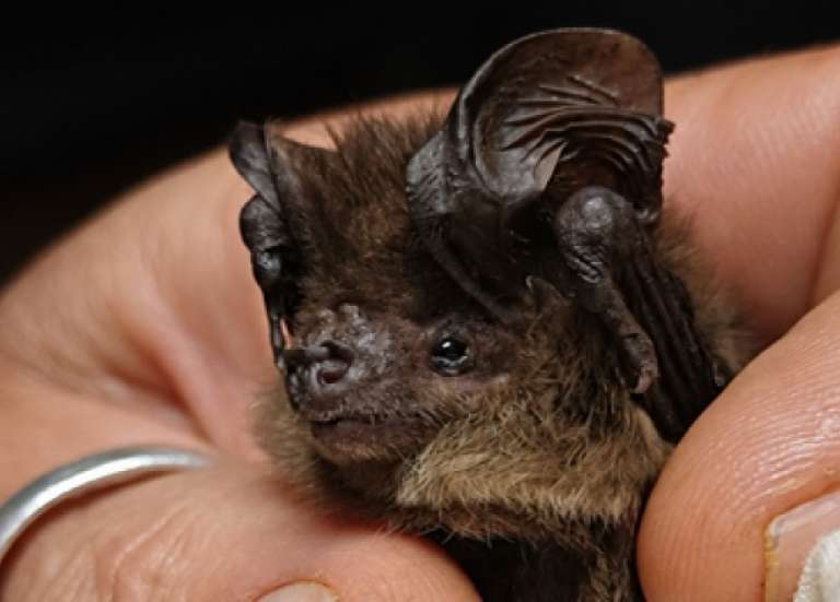 Une espèce particulièrement rare de chauve-souris découverte au parc de la rivière Bleue