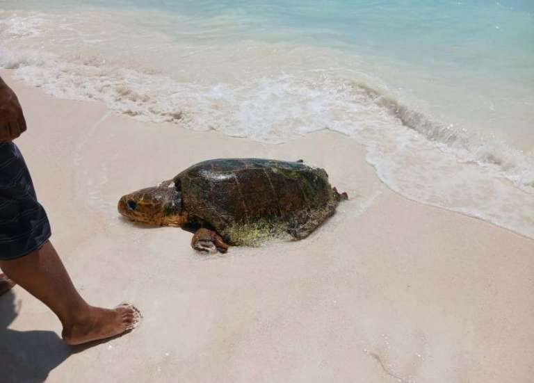 Ouvéa appelle à la vigilance alors que deux requins-tigres ont été aperçus dans le lagon