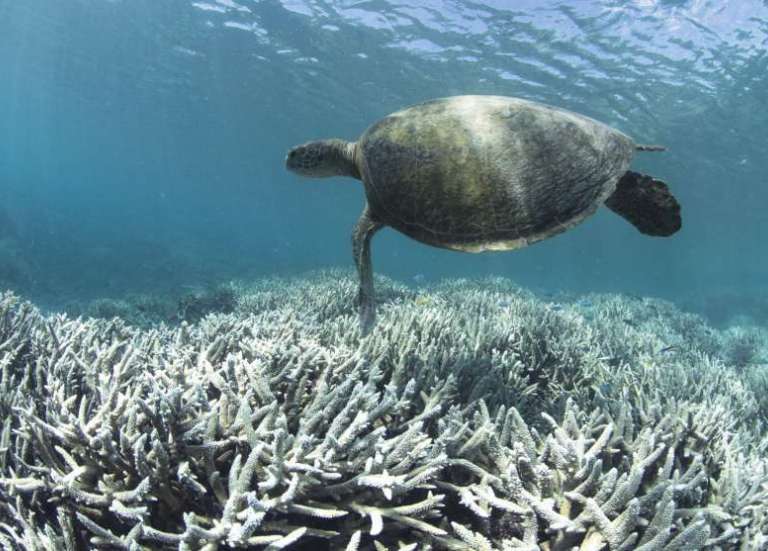 Changement climatique : 96 % des récifs coralliens menacés d’extinction d’ici 50 ans