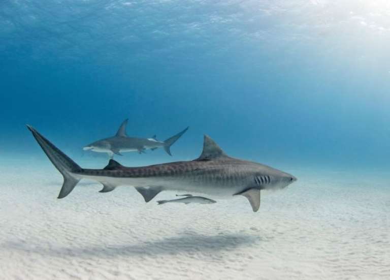 Lancement d’une étude sur la présence de requins-tigres et bouledogues dans le lagon nouméen