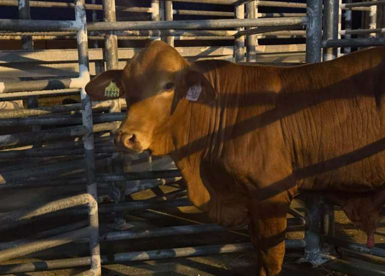Quatre taureaux reproducteurs ont quitté la Nouvelle-Calédonie pour la Polynésie française